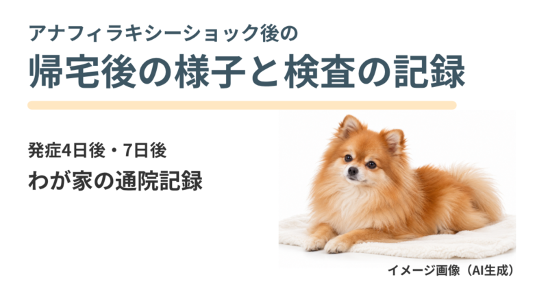 犬のアナフィラキシーショック後の様子と、発症4日後・7日後の通院・検査の記録。白い毛布の上で休む茶色のポメラニアンは、AI生成のイメージです。