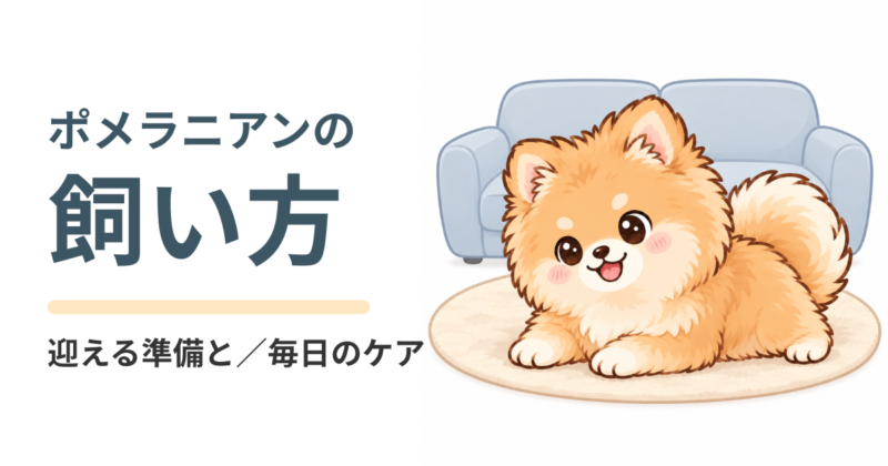 「ポメラニアンの飼い方|迎える準備と毎日のケア」の見出しと、低いソファーの前のラグでくつろぐ茶色のポメラニアン