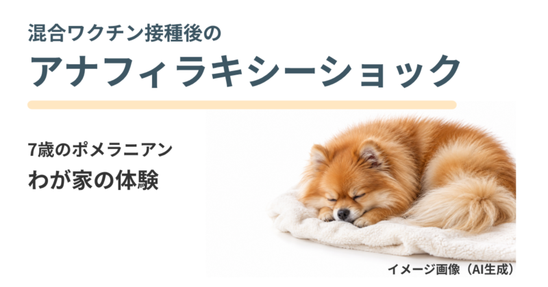 混合ワクチン接種後のアナフィラキシーショック、7歳のポメラニアンの体験記。丸まって休む犬はAI生成のイメージ。